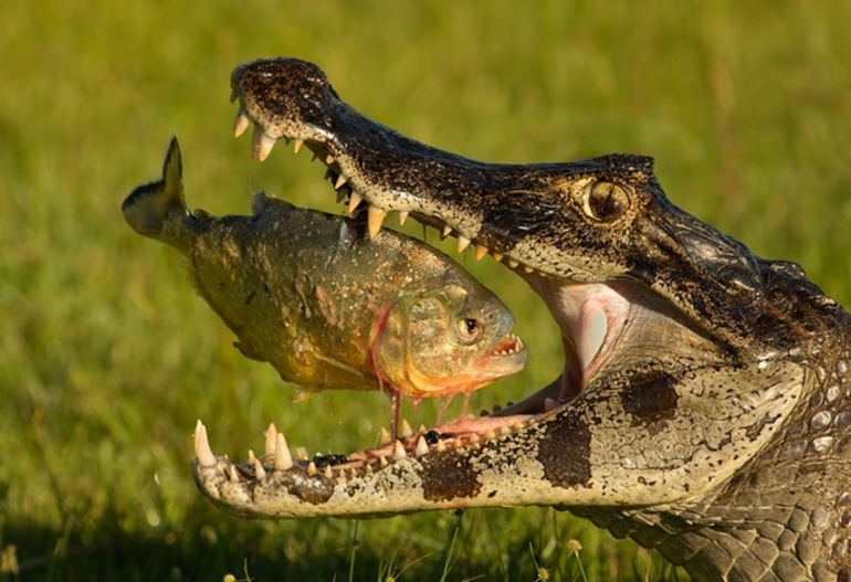 Питание крокодила