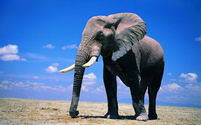 Сколько весит самый большой слон в мире?