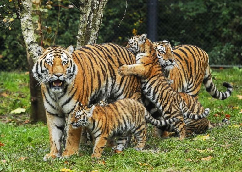 Размножение тигров