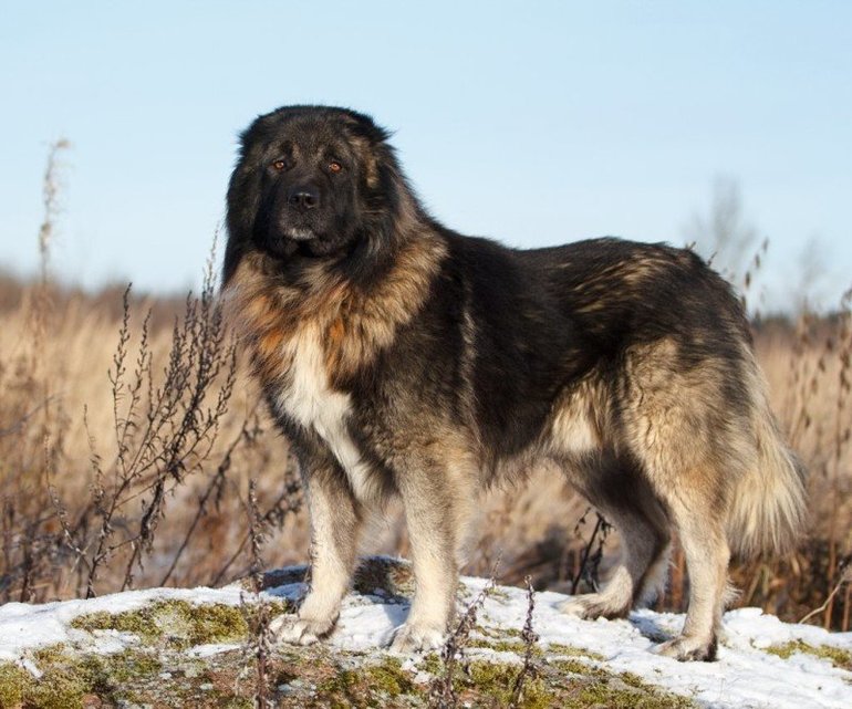 Опасны ли собаки породы кавказская овчарка