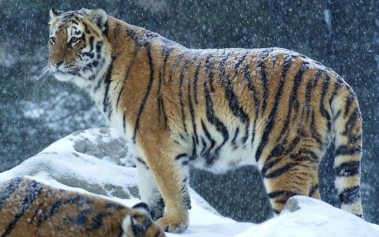Внешнее описание амурского тигра