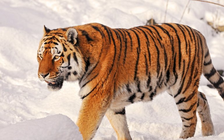 Тигр амурский фото
