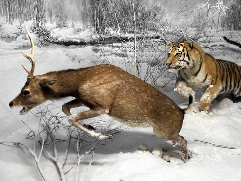 Охота амурского тигра фото