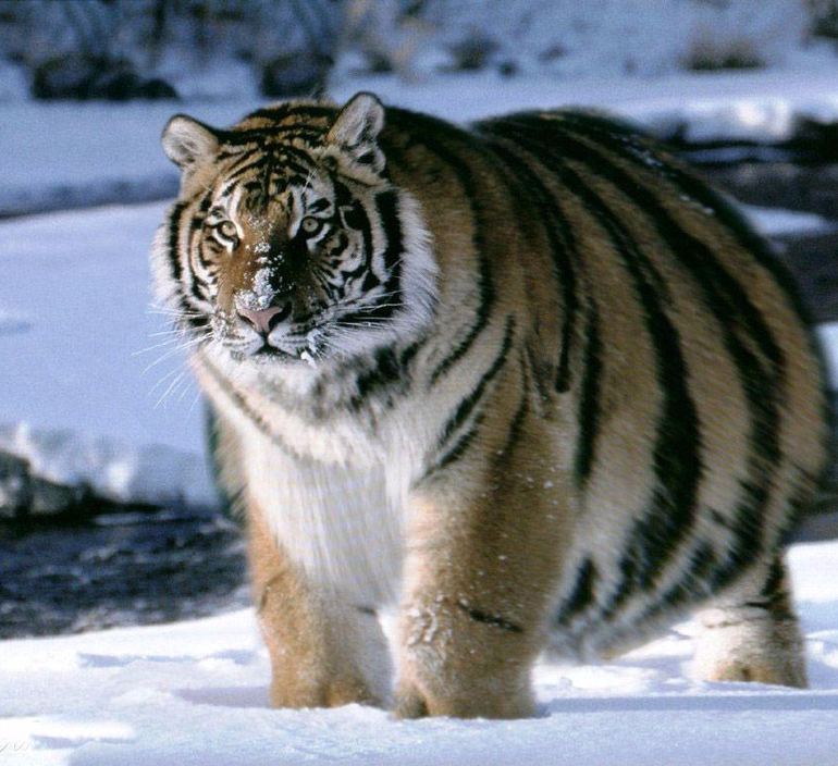 Фото амурского тигра