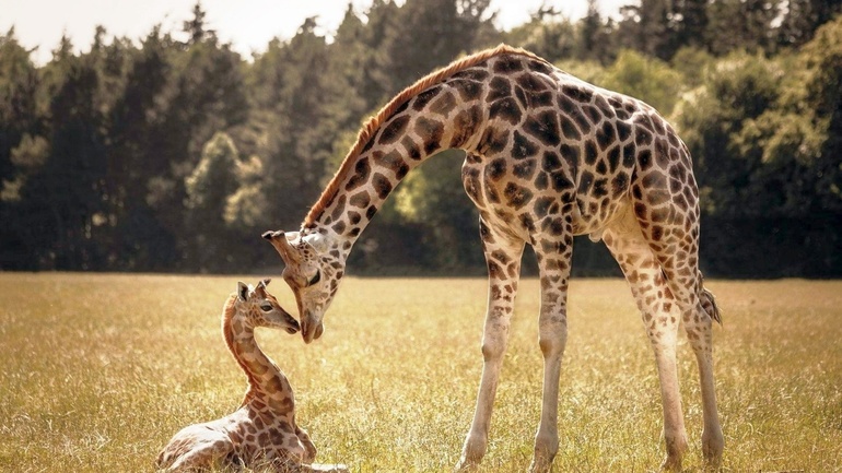 Образ жизни жирафа