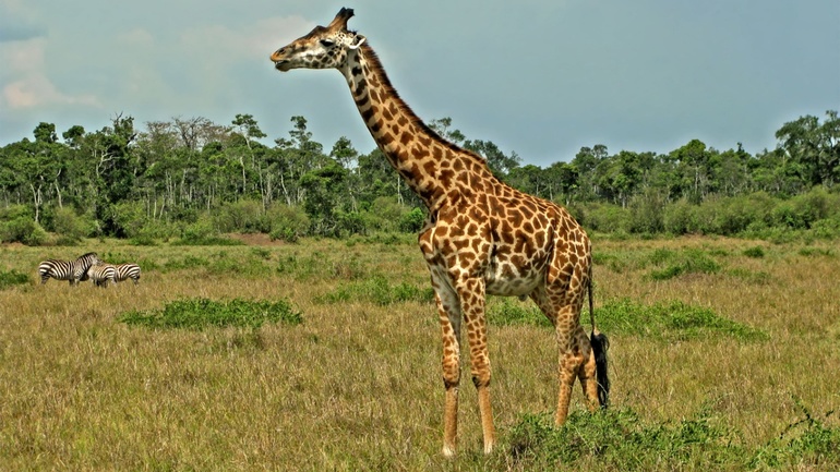 Как живут жирафы в природе
