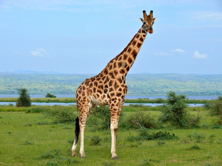 Особенности питания жирафа