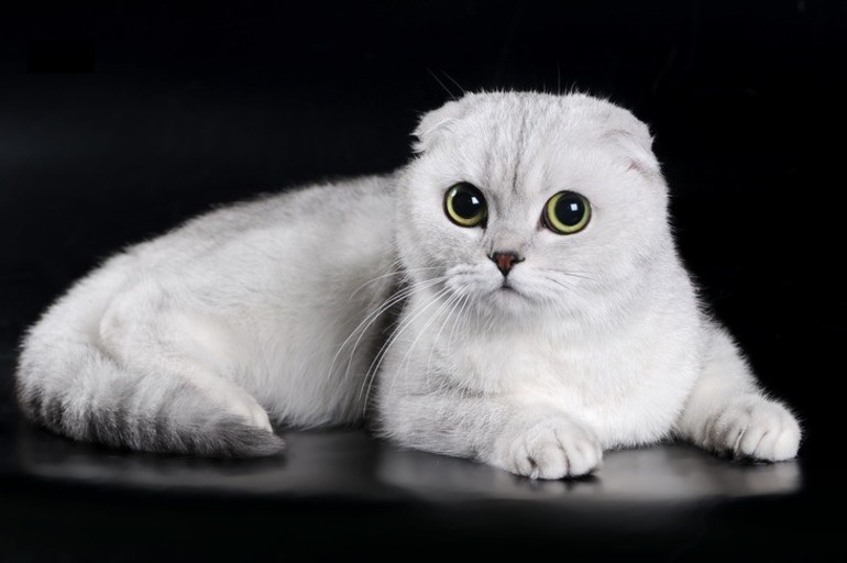 Белый шотландский вислоухий кот