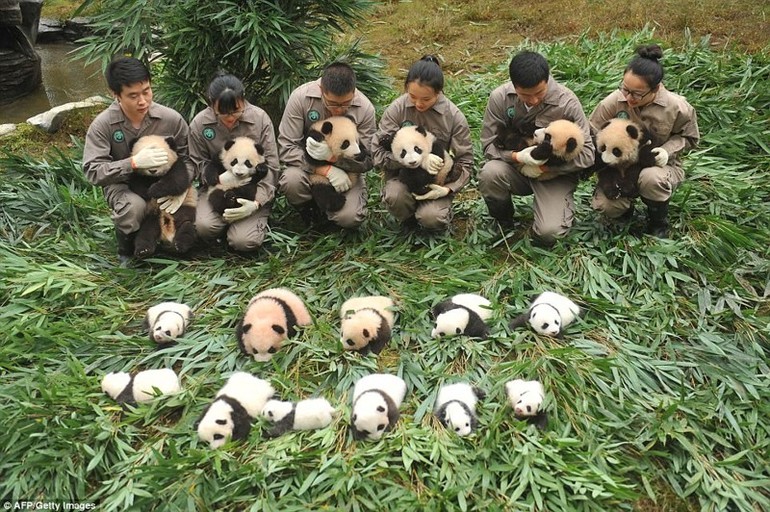 Описание панды 