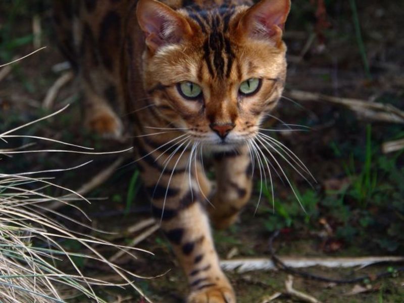 Бенгальский кот на охоте