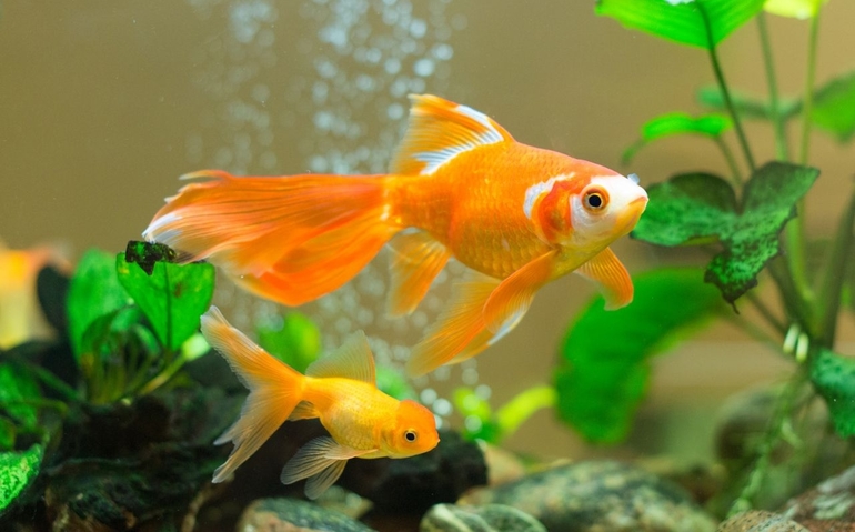 Золотая рыбка с детёнышем