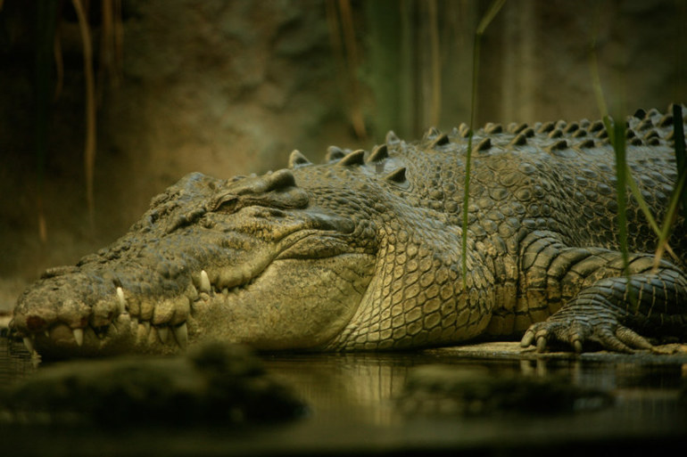 Как выглядит крокодил и к какому классу он относится