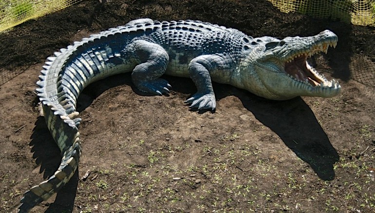 Крокодил — животное полуводное