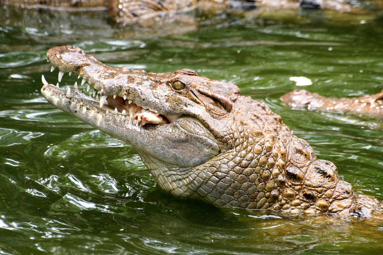 Образ жизни крокодила