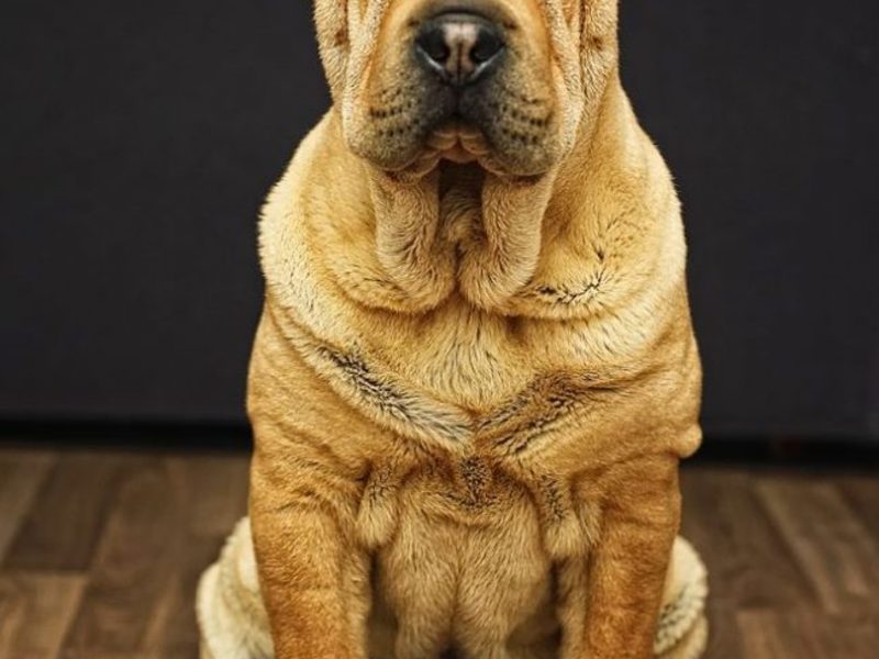 Изумительная собака породы шарпей