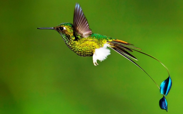 Птички колибри: как они выглядят, питаются и размножаются