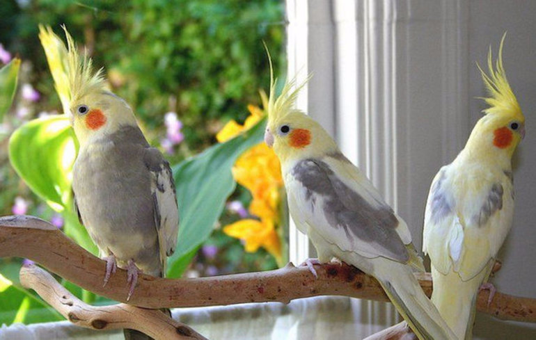 Разновидности попугаев