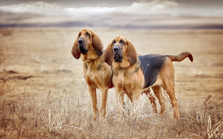 Собаки породы Бладхаунд