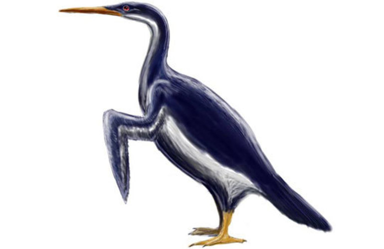 Предок пингвинов