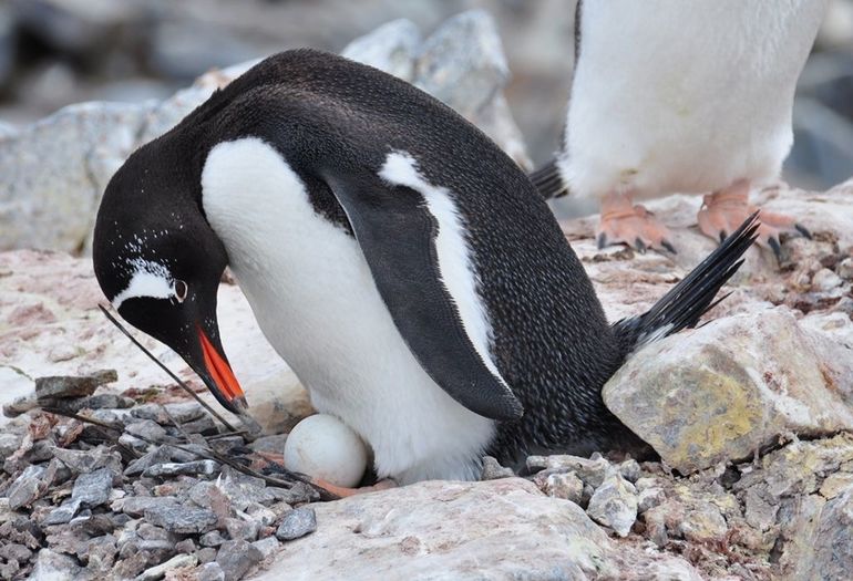Пингвин с яйцом