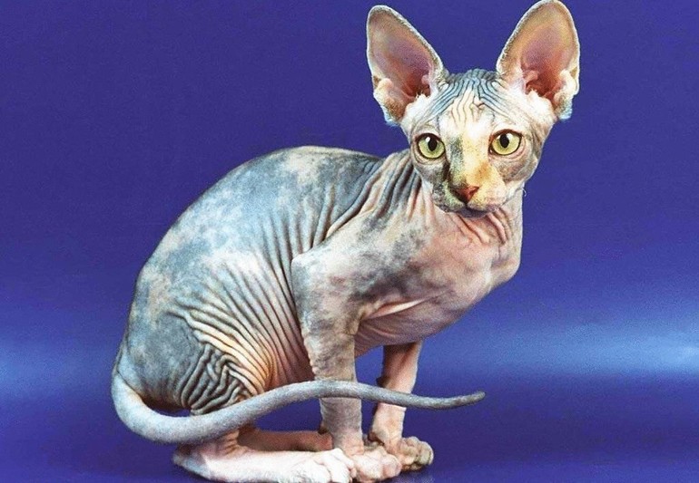 Лысая порода кошек сфинкс