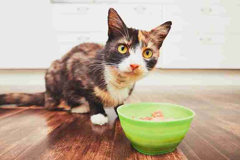Что такое голодная диета для котенка