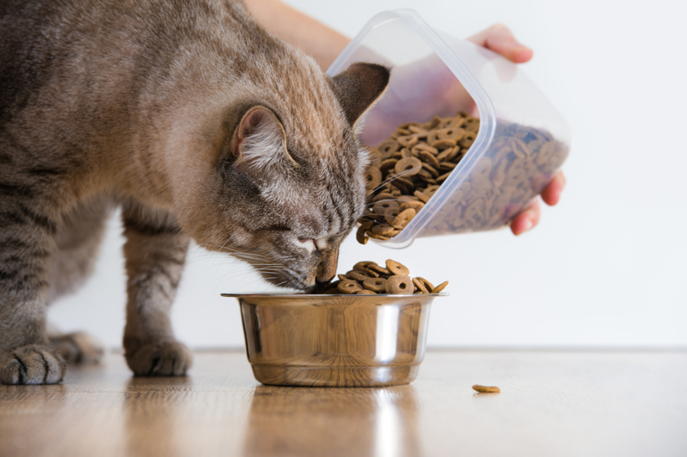 Что такое голодная диета для котенка