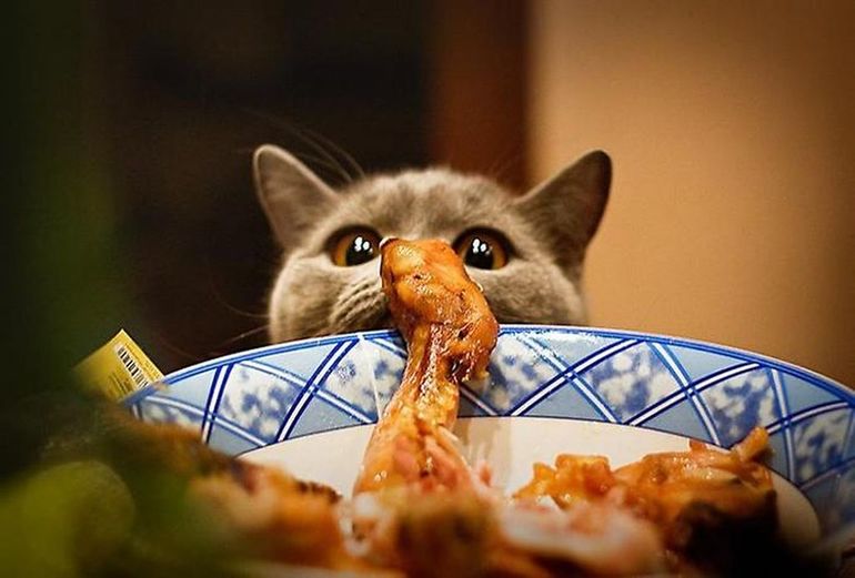 Почему кошка все время голодная