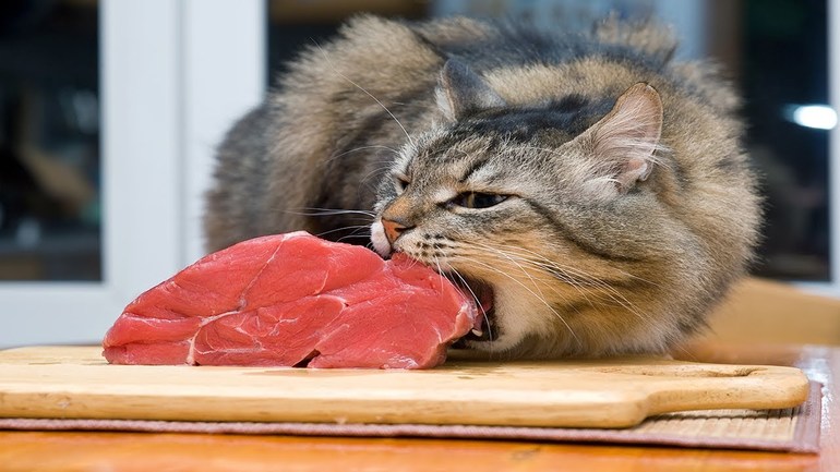 Мясо в рационе кошки