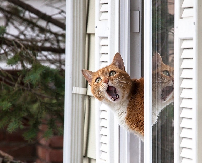 Кот в открытом окне
