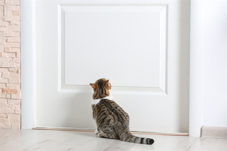 Почему кошка просит открыть дверь но не заходит причины и объяснения