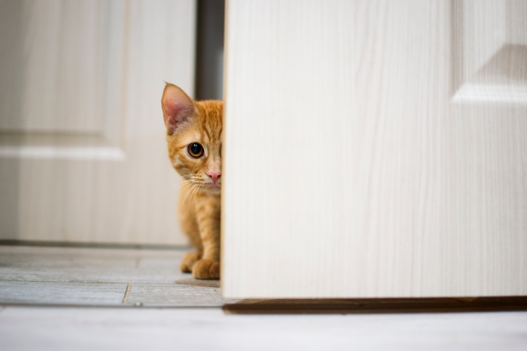 Кошка за дверью